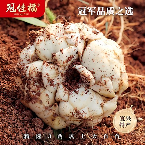高品质宜兴百合特惠不容错过