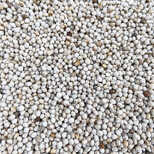 苏子白苏子软f苏子鸟食鸟粮 鹦鹉金丝雀芙蓉鸟黄雀 拍=5斤