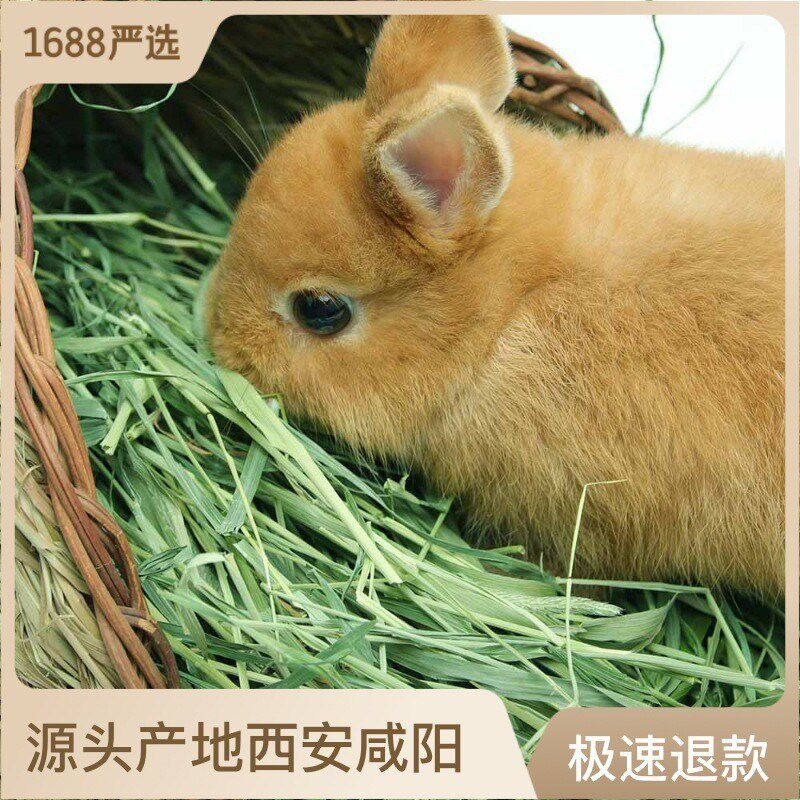 提摩西草干草兔草苜蓿草杆v段提摩西草提摩西牧草荷兰猪草捆装