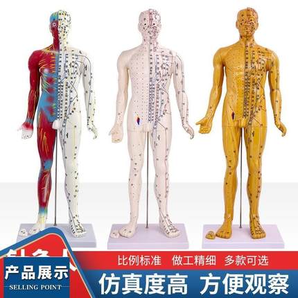 60 85CM中医人体针灸十二经络穴位模型标准全身小铜人教学模特图