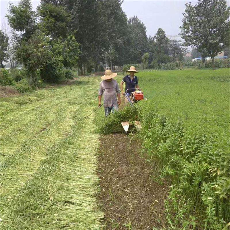 前置式小型收割机 荆芥甜叶菊低茬割晒机 一边倒晾晒割草机