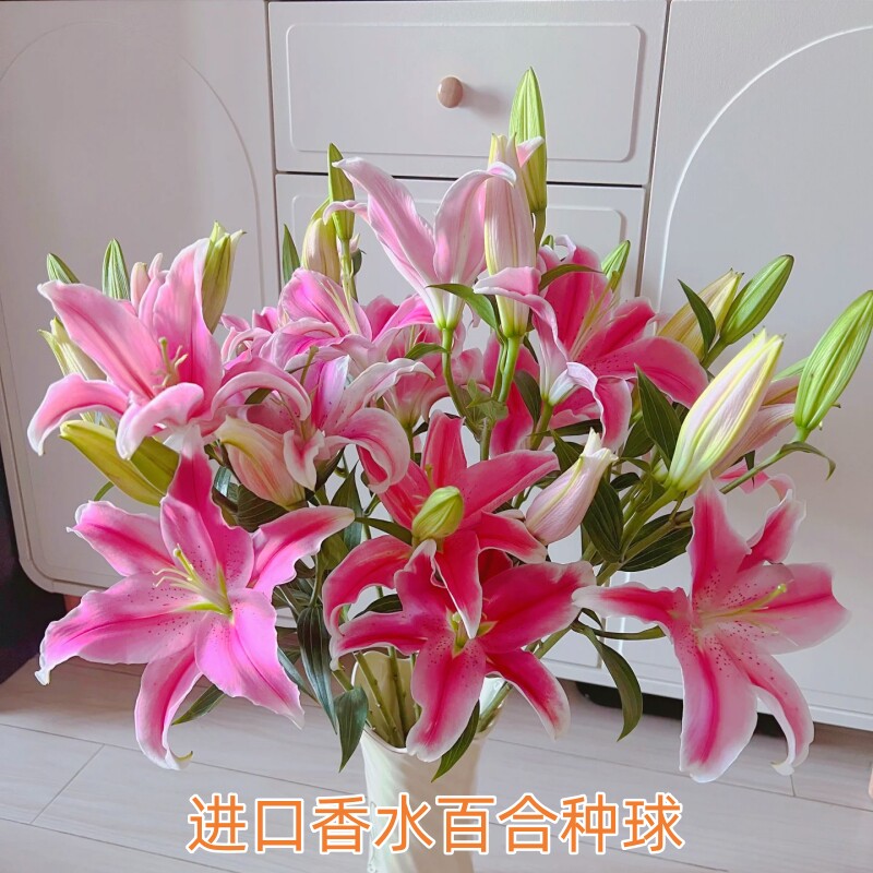 进口香水百合种球四季开花好养带根芽盆栽室内外花植物种子浓香