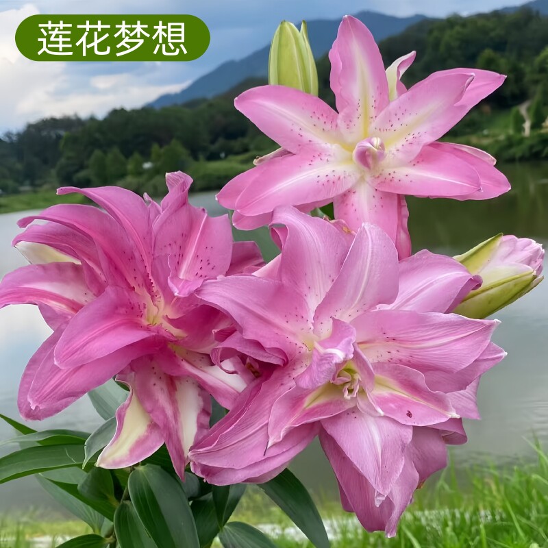 【小毛驴】荷兰进口重瓣香水百合种球周长12/14cm-4颗种球带盆土