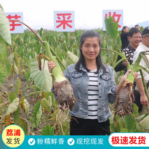 荔浦芋大芋头荔浦粉香糯