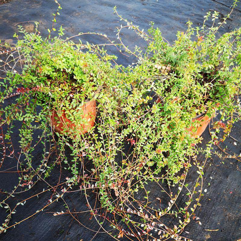 蔓越莓苗盆栽苗耐寒植物南方北方室内办公室庭院阳台绿植果树蔓