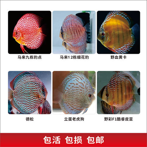 七彩神仙鱼热带鱼淡水鱼观赏鱼（包尾5厘米）好养易活包邮包活