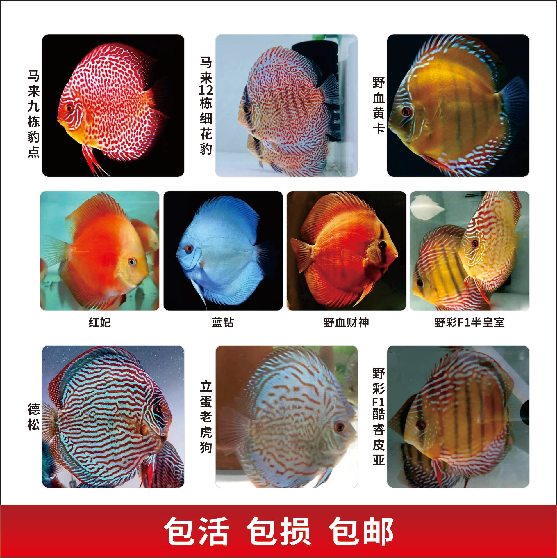 七彩神仙鱼热带鱼观赏鱼淡水鱼(包尾8-10厘米)好养易活包邮包活