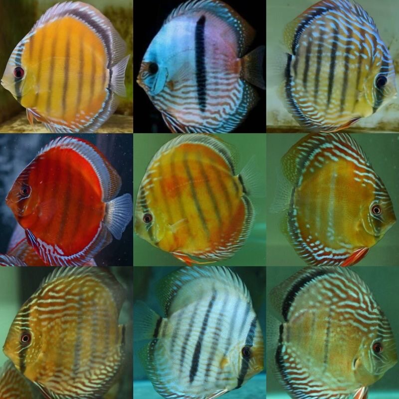 七彩神仙鱼热带淡水观赏鱼好养易活野彩F1(包尾8-10厘米)