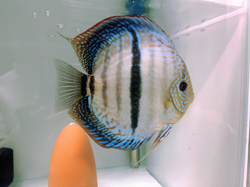 七彩神仙鱼热带观赏鱼淡水鱼马来一栋仙鱼苗顺丰包邮包损精品批发