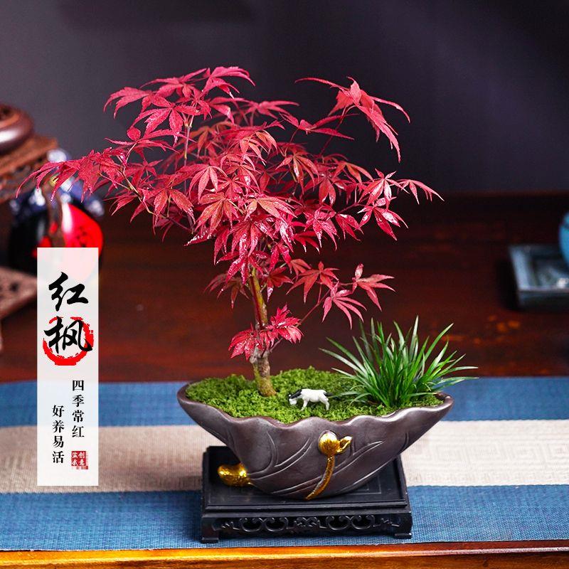红枫造型创意盆景老桩树苗盆栽植物红舞姬室内客厅好养