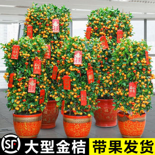 大型金桔树盆栽带果室内客厅观果绿植物开K业送礼金橘桔树盆景年
