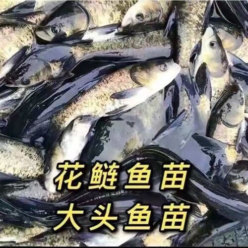 优质花鲢鱼苗淡水养殖胖头t鱼大头鱼鳙鱼苗包存活优质花鲢鱼苗包