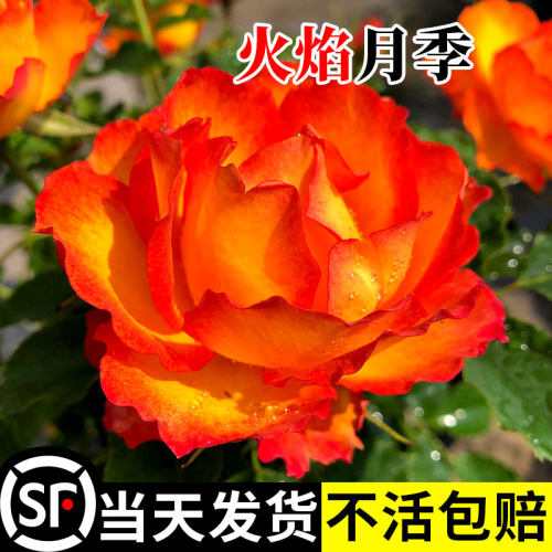 灌木 月季花苗火焰永远的埃斯托里N尔大花微月 包对版