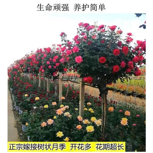 精品树桩月季花苗特大花s浓香庭院别墅耐寒植物多色老桩四季开花