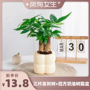 花伴水马拉巴栗三杆发财树盆栽室内观叶绿植 所有女生直播间