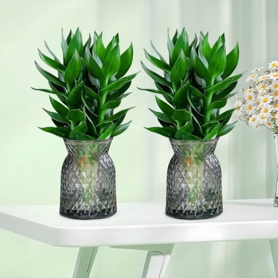 【两盆富贵竹】水培观音竹富贵竹办公室室内盆栽绿植