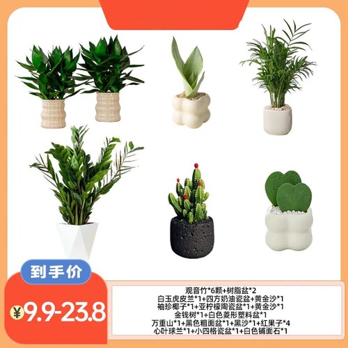 【花伴水】绿植带盆办公室客厅室内桌面盆栽