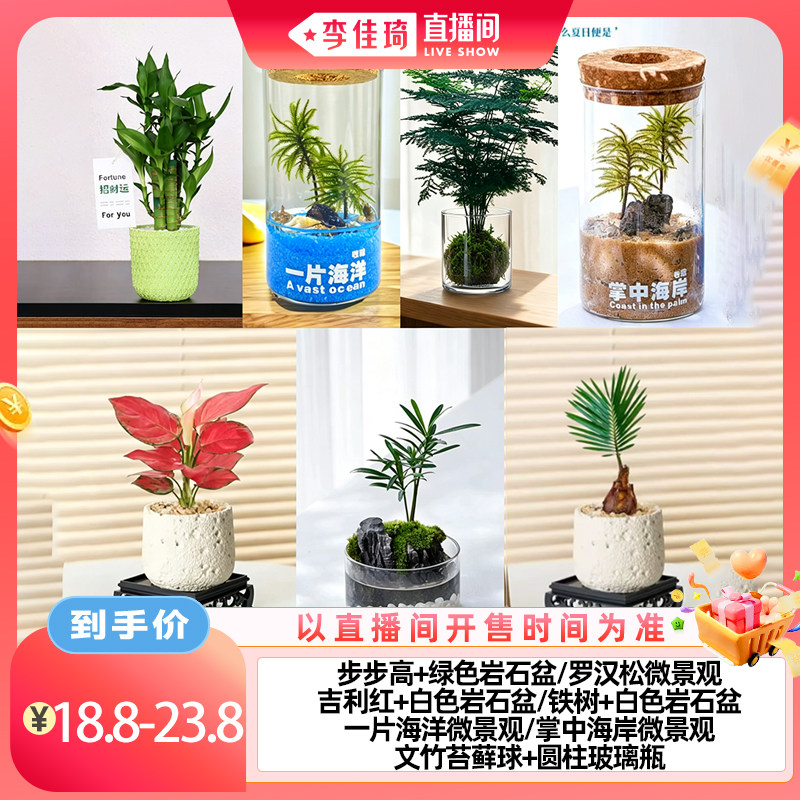 【李佳琦直播间生活节】花伴水微桌面绿植