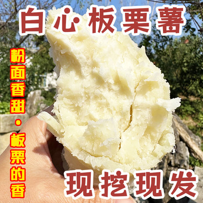 河南新鲜现挖白心板栗薯粉面香甜