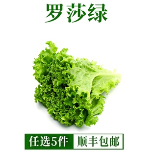 新鲜绿叶生菜罗莎绿生菜生吃散叶生菜烤肉店火锅轻食沙拉食材500g