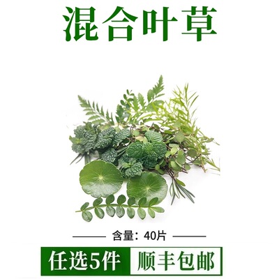 混合叶草新鲜翠绿闪电发货