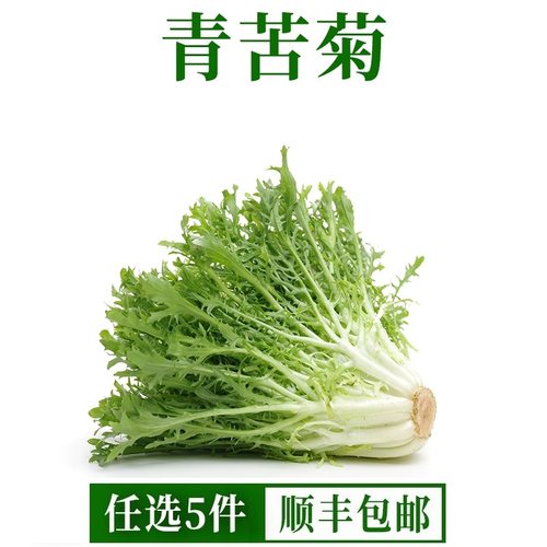 青苦菊生菜新鲜沙拉菜苦苣菜苦细叶狗牙生菜蔬菜沙拉西餐食材九芽