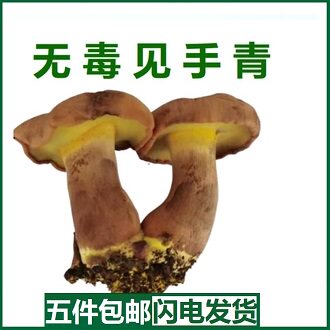 新鲜见手青 牛肝菌云南特产鲜黄牛肝菌非野生无毒菌菇炒菜煲汤2斤