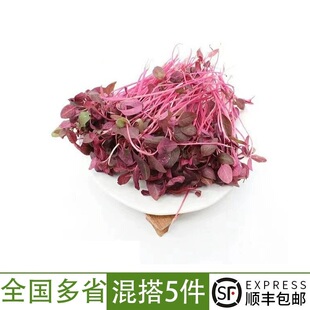 新鲜蔬菜火红苗 安曼红 斯卡纳苗食用 芽苗菜酒店西餐摆盘装饰