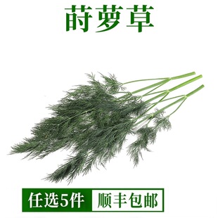 刁草新鲜莳萝草食用泰国西餐香料菜土茴香调味调料西餐酒店摆盘