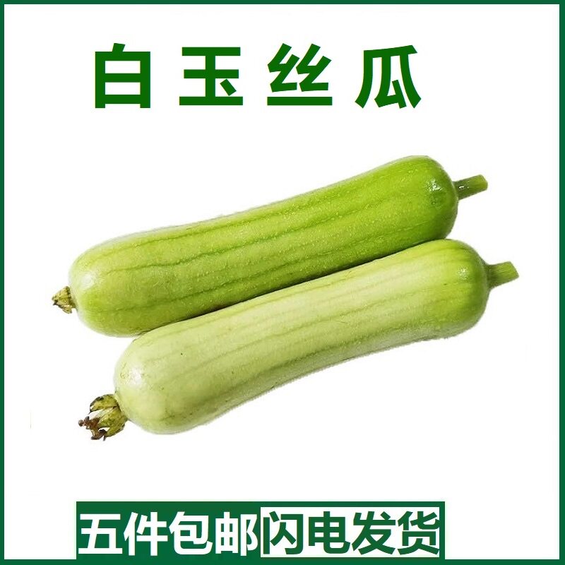 新鲜白玉丝瓜新鲜现摘牛奶丝瓜香丝瓜甜嫩肉丝瓜福建农家自种蔬菜
