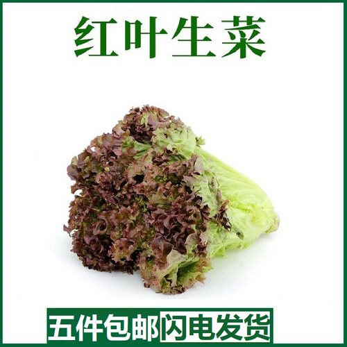 红叶生菜新鲜蔬菜沙拉即食新鲜生菜500g烤肉西餐轻食材罗莎红生菜