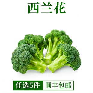 新鲜西兰花500g 脆嫩青花菜绿花菜西蓝花椰菜时令蔬菜 沙拉食材