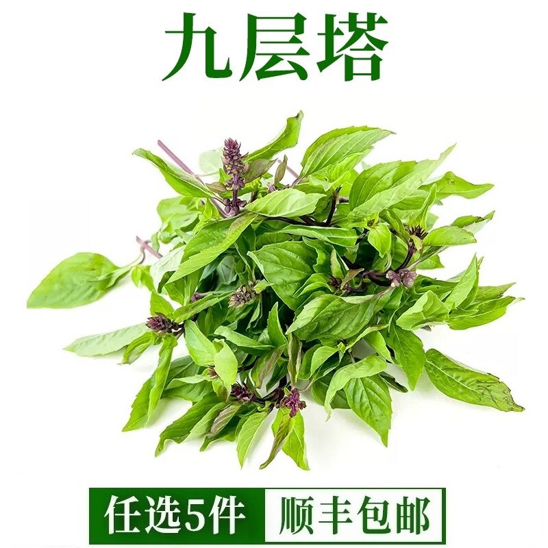 新鲜九层塔可食用三杯鸡擂茶薄荷紫苏罗勒金不换紫苏芸香