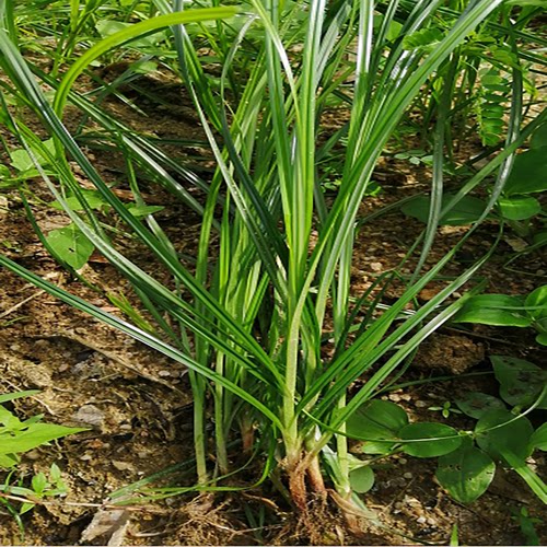 新鲜现采挖整株莎草香附子中草药材 莎草 头香雀头 香附子