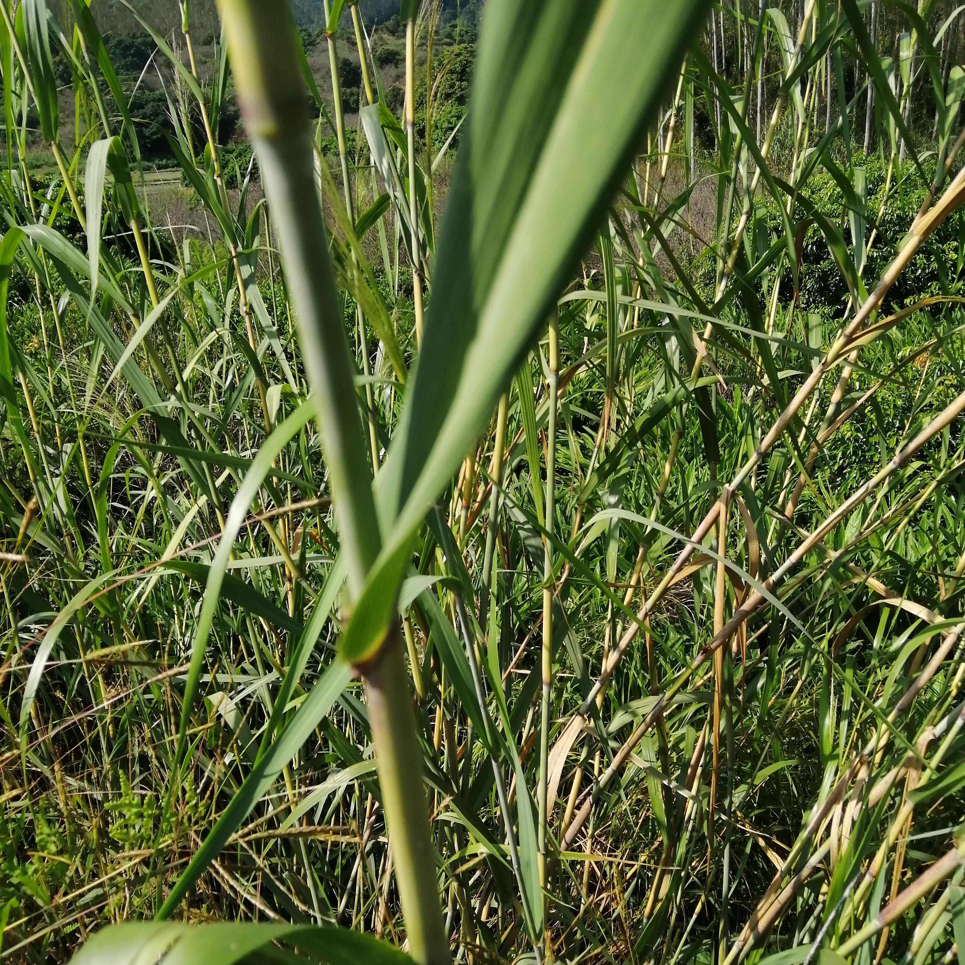 现采新鲜芦竹秆叶芦竹杆带叶