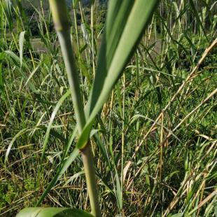 现采新鲜芦竹秆叶芦竹杆带叶