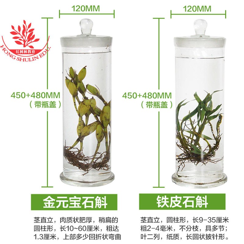 类瓶装标本玻璃标本馆长期保存浸制标本供U于生药建设石斛