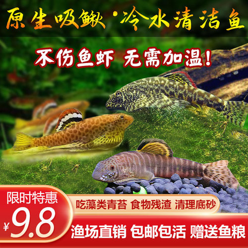 冷水清道夫原生鱼吸鳅爬岩鳅琵琶鱼鱼缸清洁鱼鼠鱼鱼缸除藻工具鱼