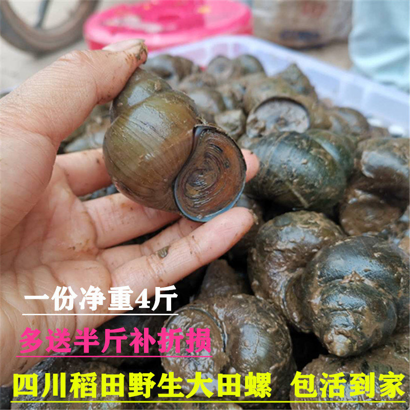 鲜活田螺  四川稻田大田螺脆螺野生大号田螺香螺泥螺4斤活体包邮,宠物/宠物食品及用品,螺,淘宝优惠券,粉丝福利购,淘宝优惠卷