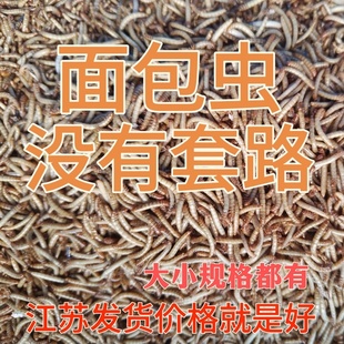 面包虫活体0.8~2.5黄粉虫活虫鱼金龙鱼乌龟石蛙饲料包邮活的鲜活