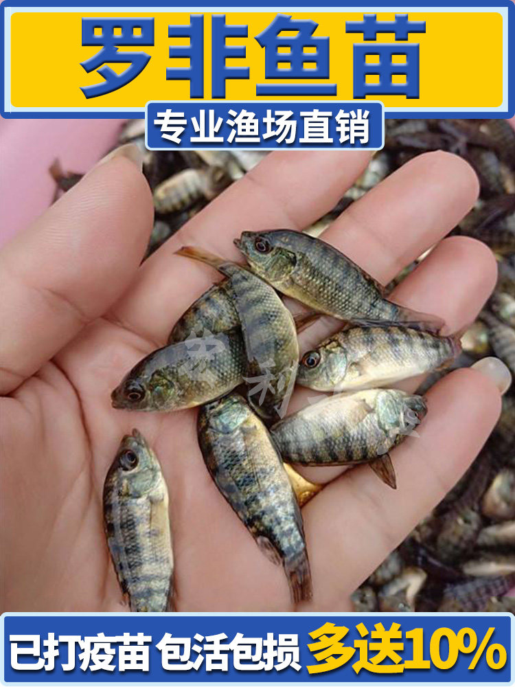 罗非鱼苗新吉富雄性罗非鱼苗活鱼苗食用特大脆肉罗非鱼苗淡水养殖图片