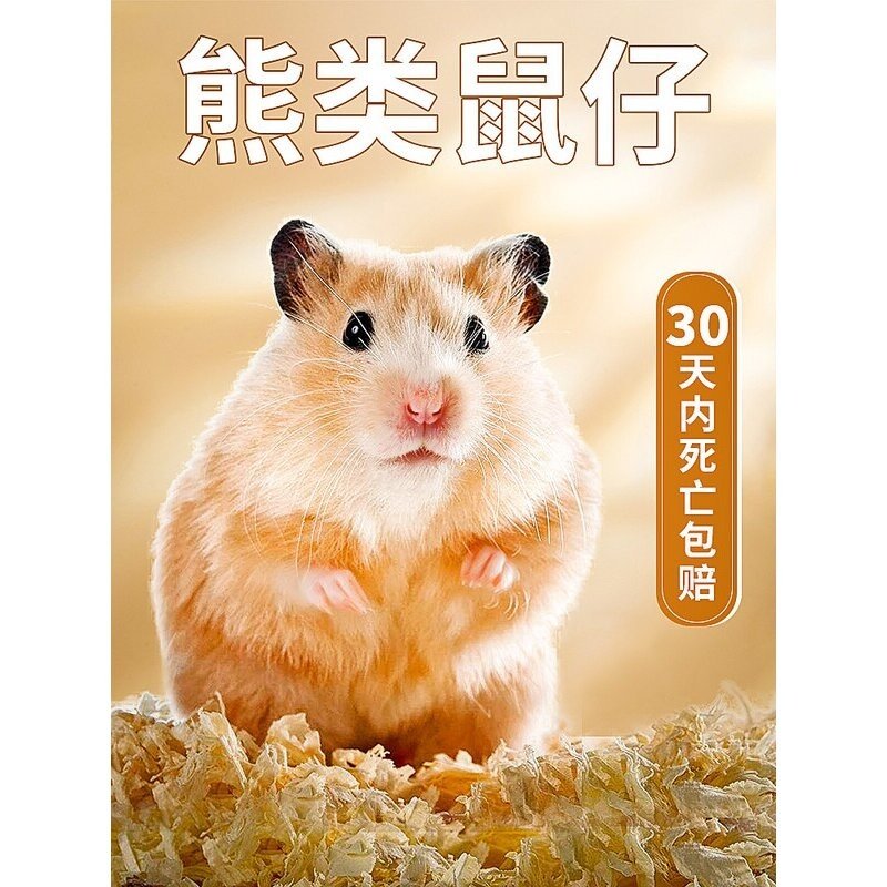 金丝熊活物小仓鼠家养宠物三线布丁长毛熊银狐活体包活苍鼠活仓鼠,宠物/宠物食品及用品,笼子,淘宝优惠券,粉丝福利购,淘宝优惠卷