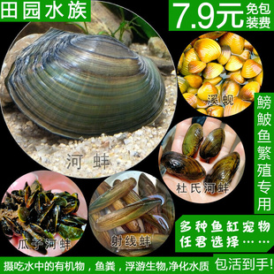 冷水养淡水河蚌活体黄金蚬贝壳贻贝瓜子蚌杜氏蚌除绿水鰟鮍鱼繁殖
