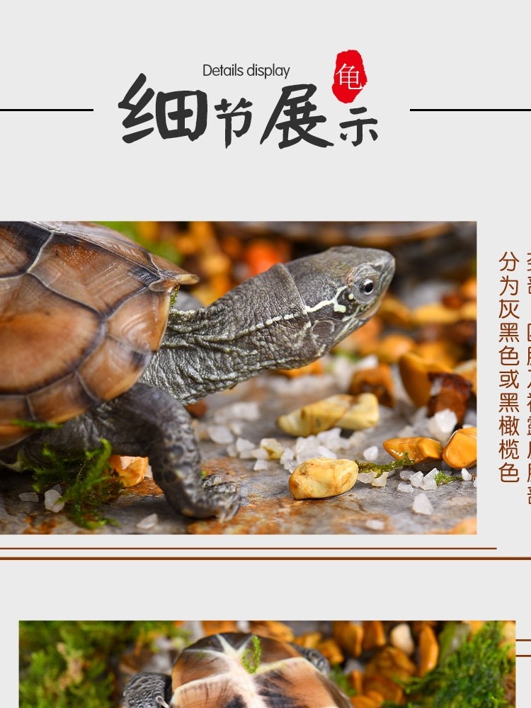 中华草龟小乌龟活体外塘宠物长寿龟水龟金线龟活物龟小观赏宠物龟,宠物/宠物食品及用品,龟/鳖,淘宝优惠券,粉丝福利购,淘宝优惠卷