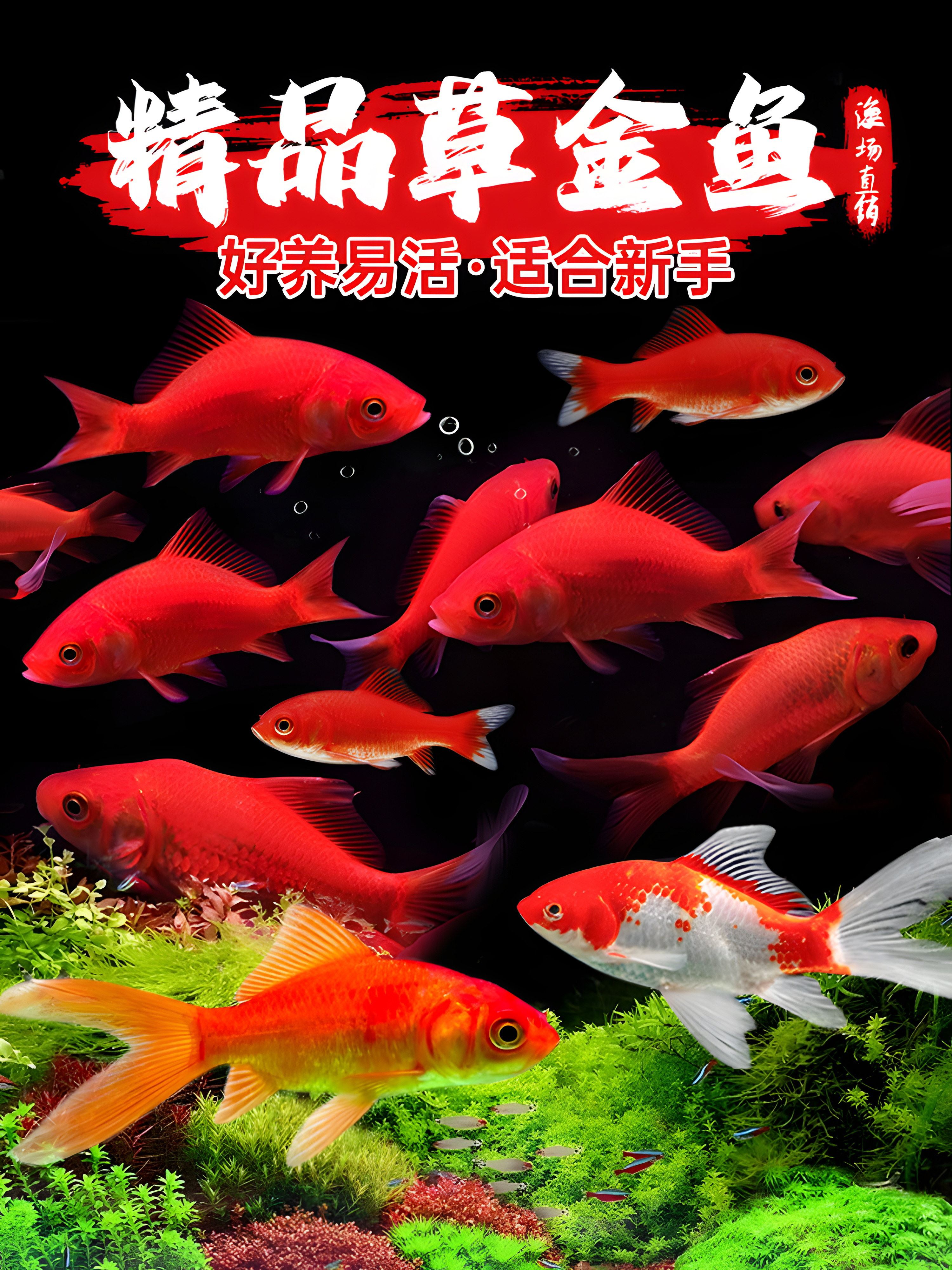 金鱼活鱼观赏鱼苗小型淡水冷水好养耐活锦鲤鱼缸宠物小金鱼草金鱼