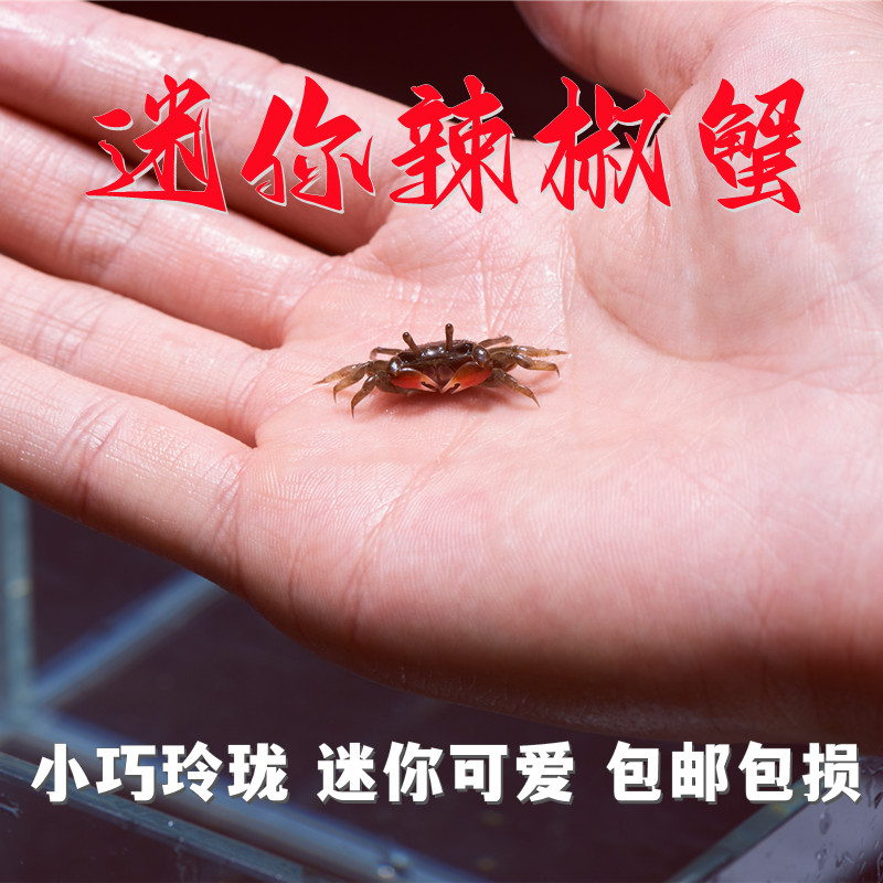 迷你辣椒蟹相手蟹招财蟹将军蟹宠物鱼缸除藻观赏蟹淡水蟹草缸可深