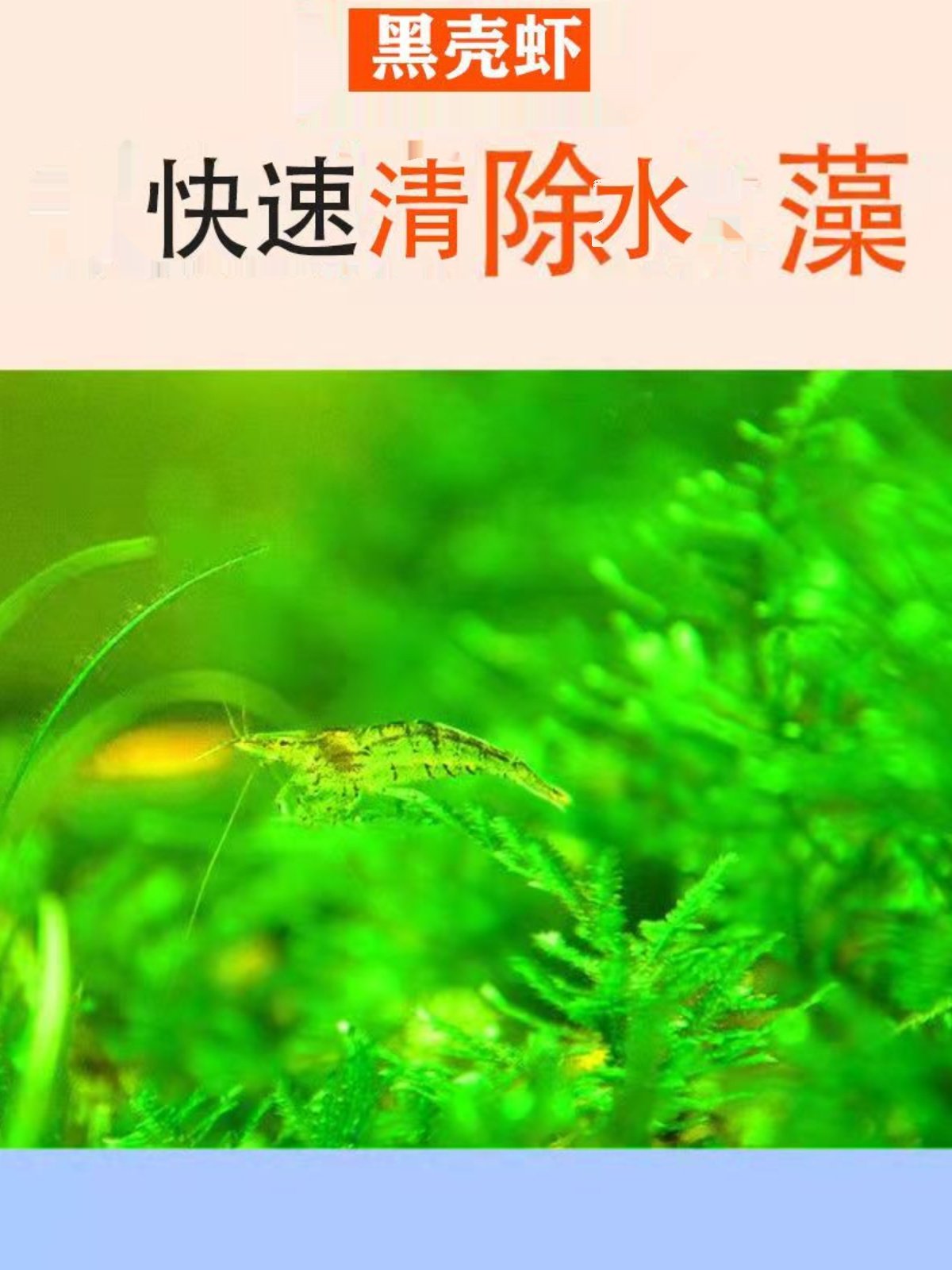 黑壳虾鱼缸水族箱水草清洁除藻工具淡水观赏虾宠活体除藻虾,宠物/宠物食品及用品,虾,淘宝优惠券,粉丝福利购,淘宝优惠卷
