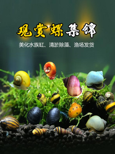 观赏螺苹果神秘黄金螺活体杀手螺黑金刚螺彩蛋螺清洁除藻工具螺