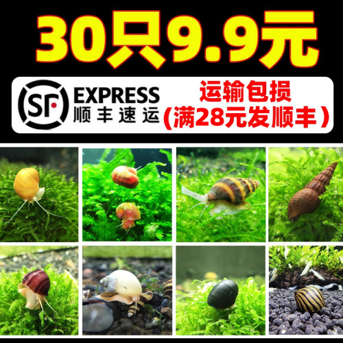观赏螺淡水蜗牛宠物除藻螺马来黑金刚螺黄金杀手斑马螺清缸苹果螺