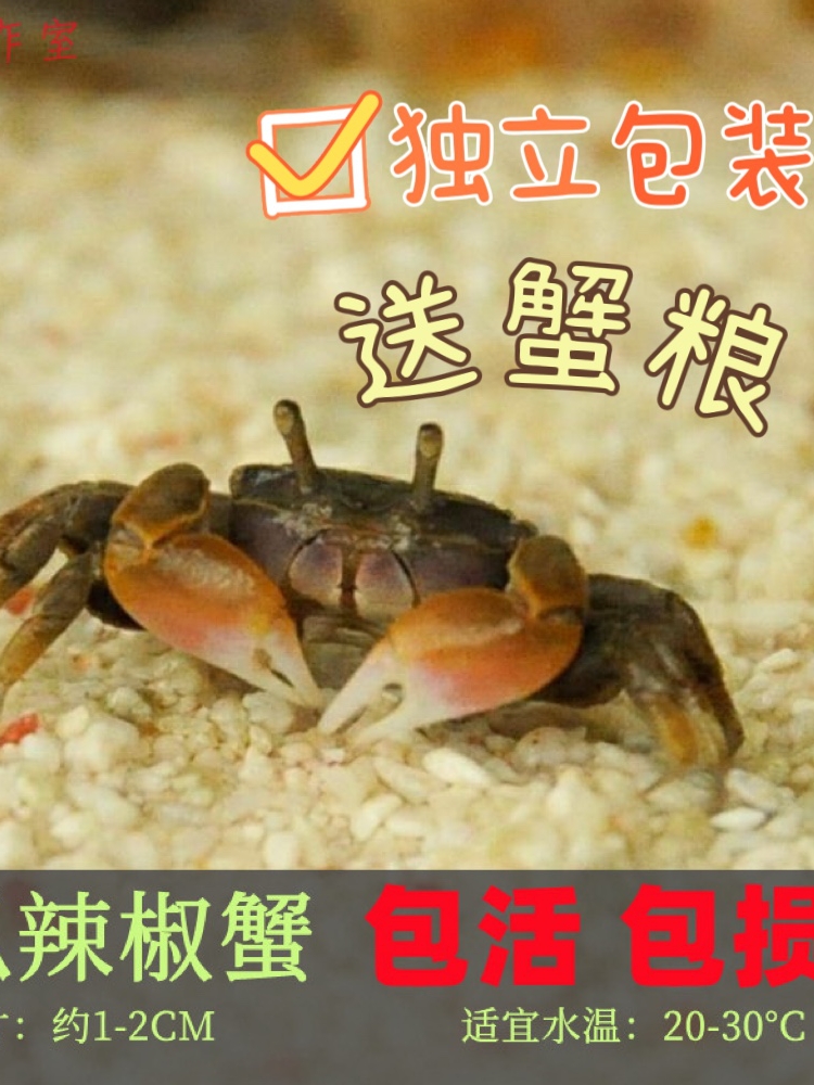 迷你蟹辣椒蟹观赏蟹可与灯科鱼孔雀鱼虾斑马鱼混养吃涡虫除藻活体